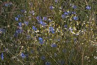 Flora-Kamille-20060625-17.jpg