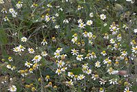 Dateiname=Flora-Kamille-20070626-223a.jpg
Dateigröße=291KB
Abmessungen: 720x484
hinzugefügt am: 11. September 2014 Flora-Kamille-20070626-223a.jpg