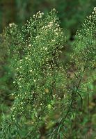 Flora-Kanadische-Berufskraut-20090802-127.jpg