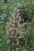 Dateiname=Flora-Kanadisches-Berufskraut-20070805-09.jpg
Dateigröße=277KB
Abmessungen: 484x720
hinzugefügt am: 11. September 2014 Flora-Kanadisches-Berufskraut-20070805-09.jpg