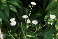 Flora-Kanadisches-Berufskraut-20100702-73.jpg