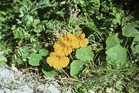 Flora-Kapuzinerkresse-200202-32.jpg