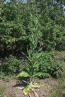 Flora-Karde-20100702-61.jpg