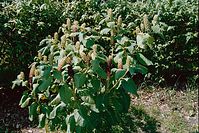 Flora-Kermesbeere-20020727-10.jpg