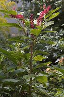 Flora-Kermesbeere-20060821-32.jpg