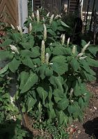 Flora-Kermesbeere-20100701-13.jpg