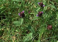 Flora-Kleine-Braunelle-20090711-44.jpg