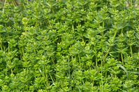 Flora-Kletten-Labkraut-20140422-238.jpg