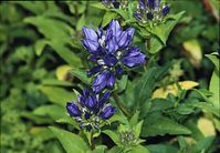 Dateiname=Flora-Knaeuel-Glockenblume-199906-09.jpg
Dateigröße=202KB
Abmessungen: 720x501
hinzugefügt am: 11. September 2014 Flora-Knaeuel-Glockenblume-199906-09.jpg