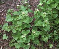 Flora-Knoblauchsrauke-20020420-115.jpg