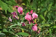 Flora-Knollen-Platterbsen-20100704-01.jpg