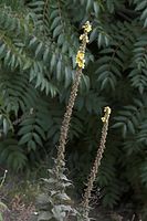 Dateiname=Flora-Koenigskerze-20050820-22.jpg
Dateigröße=154KB
Abmessungen: 480x720
hinzugefügt am: 11. September 2014 Flora-Koenigskerze-20050820-22.jpg