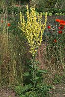 Flora-Koenigskerze-20100702-49.jpg