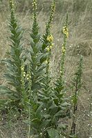 Flora-Koenigskerze-20100730-018.jpg