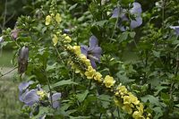 Flora-Koenigskerze-Freilandfidibus-20100815-25.jpg