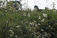 Flora-Korbbluetler-20060623-14.jpg