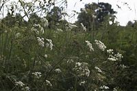 Flora-Korbbluetler-20060623-15.jpg