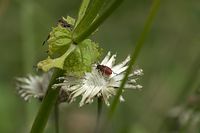 Flora-Korbbluetler-20100730-019.jpg