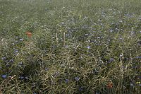 Flora-Kornblume-20060625-16.jpg