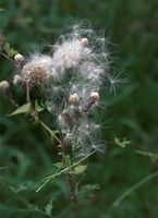 Flora-Kratzdistel-20090802-128.jpg