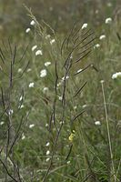 Flora-Kreuzbluetengewaechs-20100919-42.jpg