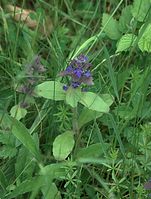 Flora-Kriechender-Guensel-20090609-032.jpg