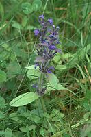 Flora-Kriechender-Guensel-20090609-033.jpg