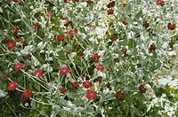 Flora-Kronen-Lichtnelke-200207-127.jpg