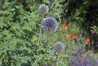 Flora-Kugeldistel-20070622-129a.jpg
