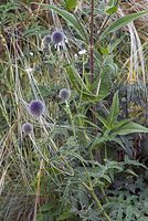 Flora-Kugeldistel-20070623-328a.jpg