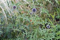Flora-Kugeldistel-20070623-329a.jpg