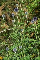 Flora-Kugeldistel-20100702-75.jpg