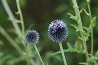 Flora-Kugeldistel-20110703-23.jpg