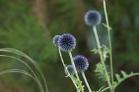 Flora-Kugeldistel-20110703-24.jpg