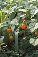 Flora-Lampionblume-20060814-10.jpg