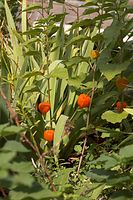 Flora-Lampionblume-20060821-21.jpg