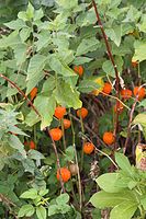 Flora-Lampionblume-20060821-22.jpg