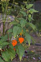 Flora-Lampionblume-20060821-23.jpg
