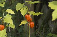Flora-Lampionblume-20121007-100.jpg