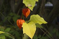Flora-Lampionblume-20121007-101.jpg