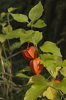 Flora-Lampionblume-20121007-102.jpg
