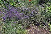 Flora-Lavendel-20070622-125.jpg