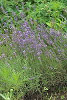 Flora-Lavendel-20070623-327a.jpg