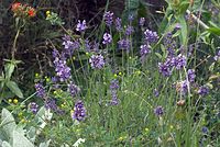 Flora-Lavendel-20070626-116a.jpg