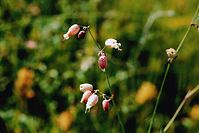 Flora-Leimkraut-19990600-15.jpg