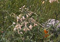 Flora-Leimkraut-20050620-55.jpg