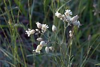 Flora-Leimkraut-20070623-251a.jpg