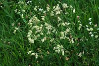 Flora-Leimkraut-20070721-68.jpg