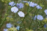 Flora-Lein-20110710-23.jpg
