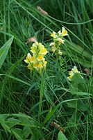 Dateiname=Flora-Leinkraut-20070721-67.jpg
Dateigröße=218KB
Abmessungen: 483x720
hinzugefügt am: 11. September 2014 Flora-Leinkraut-20070721-67.jpg